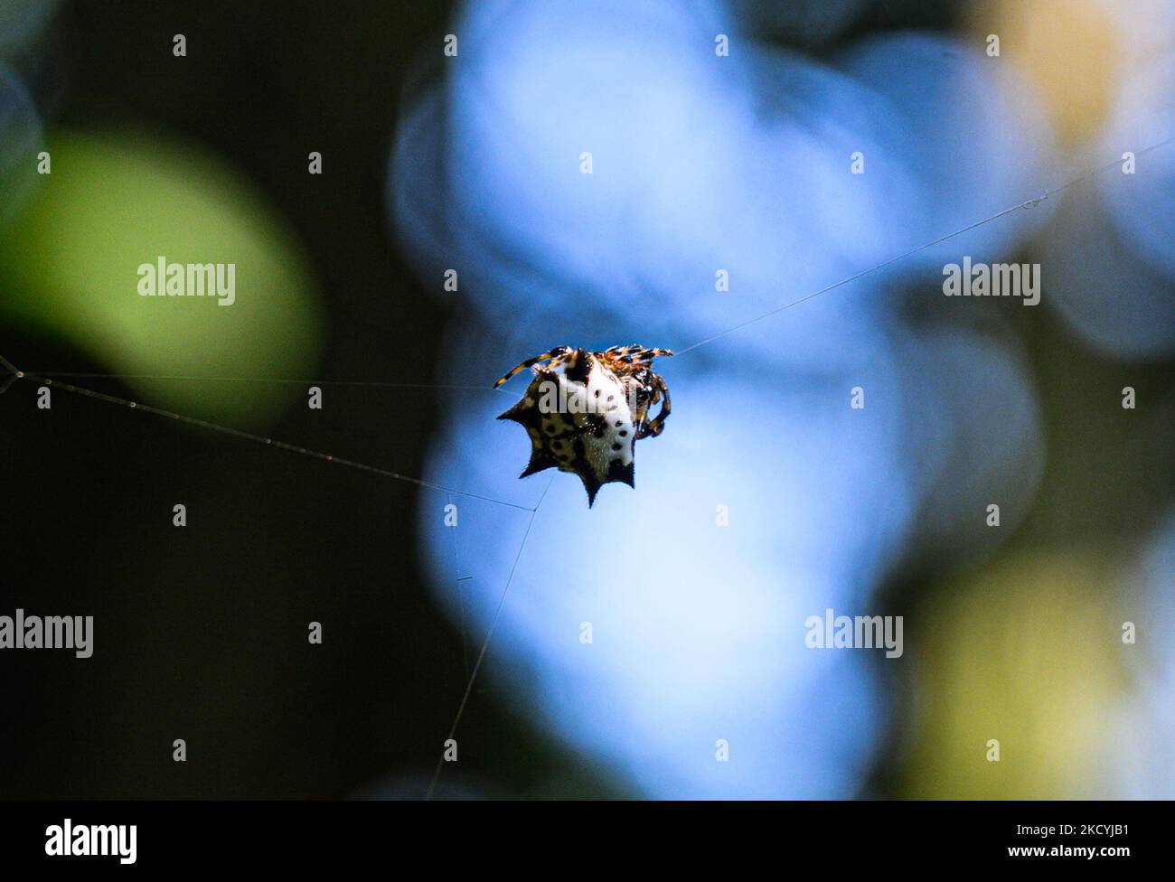 Spiny Orb-Weaver ist ein gebräuchlicher Name für Gasteracantha, eine Spinnengattung. Sie werden aufgrund der ausgeprägten Dornen an ihrem Bauch auch als stachelige Orb-Weber bezeichnet. Dieses Foto wurde am 30/12/2021 in einem Wald in Tehatta, Westbengalen, Indien, aufgenommen. (Foto von Soumyabrata Roy/NurPhoto) Stockfoto