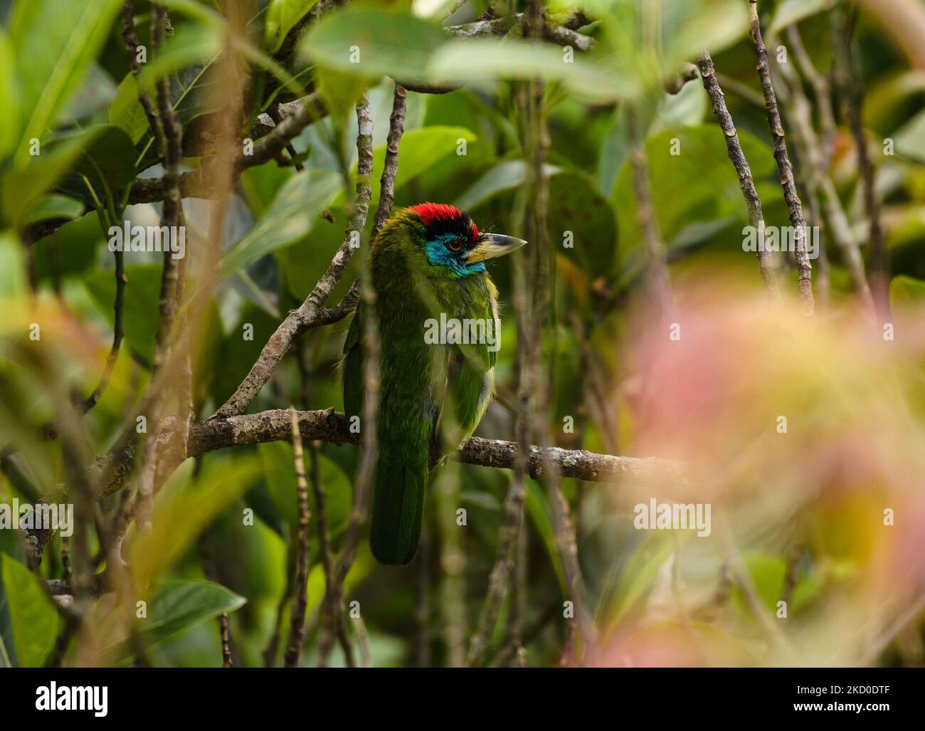 Der blaukehlige Barbet (Psilopogon asiaticus) ist ein farbenfroher asiatischer Barbet, der in den Ausläufern des Himalaya und Südostasiens beheimatet ist und am 15/01/2022 in einem Waldbaum in Tehatta, Westbengalen, Indien, sitzt. (Foto von Soumyabrata Roy/NurPhoto) Stockfoto