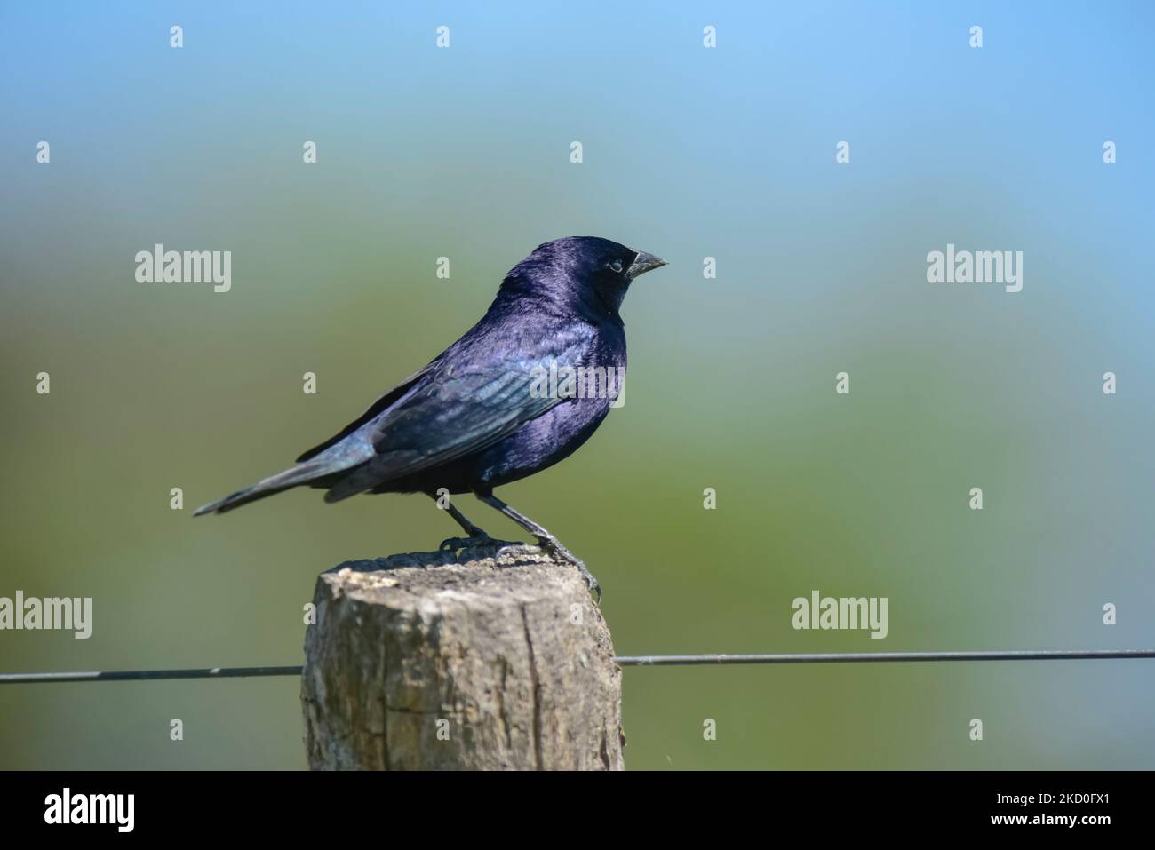 Kleptoparasitismus.Molothrus bonariensis.Patagonien Argentinien Stockfoto