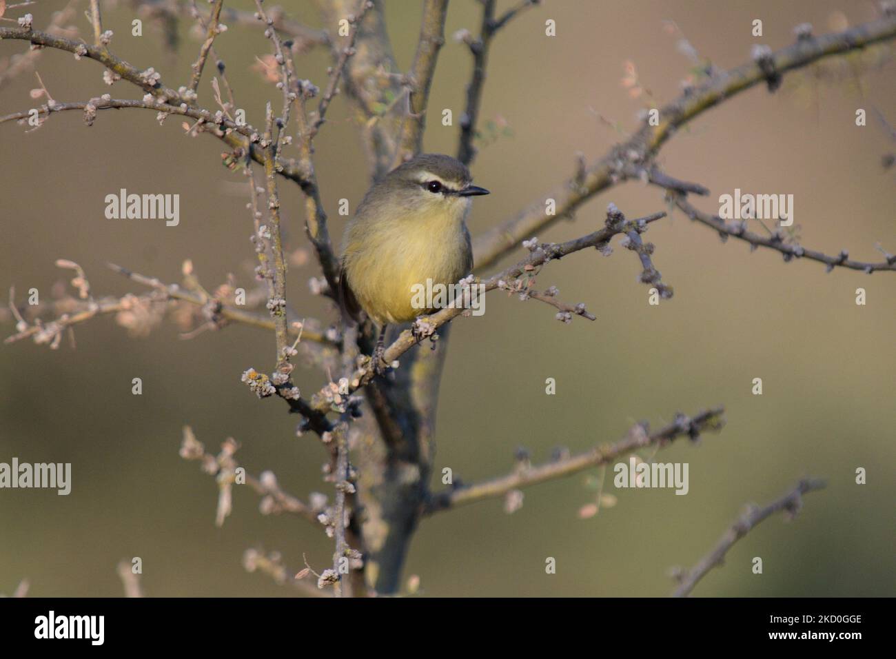Tyrann der großen Bachstelze, Stigmatura buditoides.Patagonien Argentinien Stockfoto