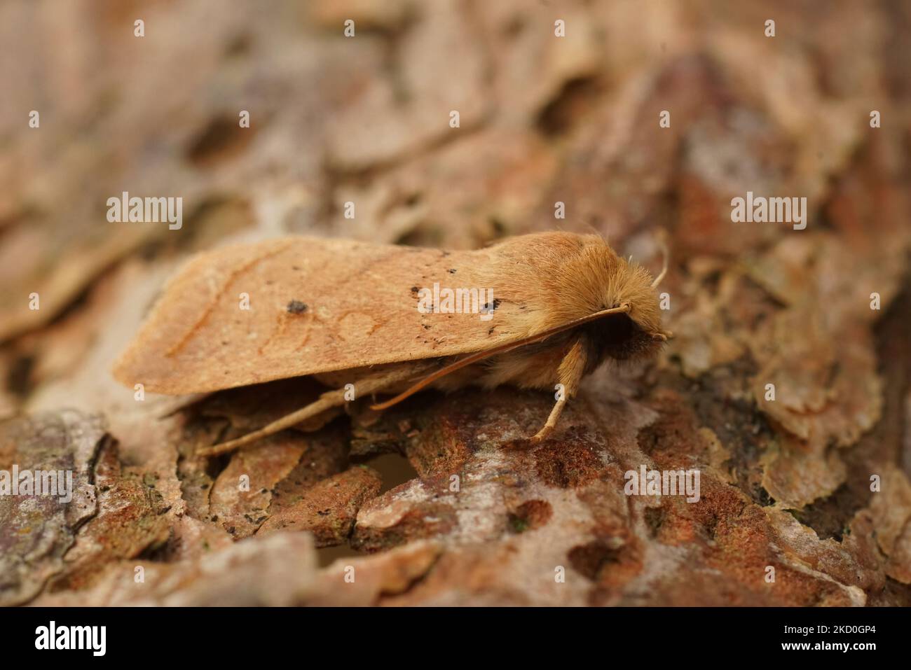Detailreiche Nahaufnahme der gelb-braunen Herbsteulenmotte, Agrochola macilenta auf Holz sitzend Stockfoto