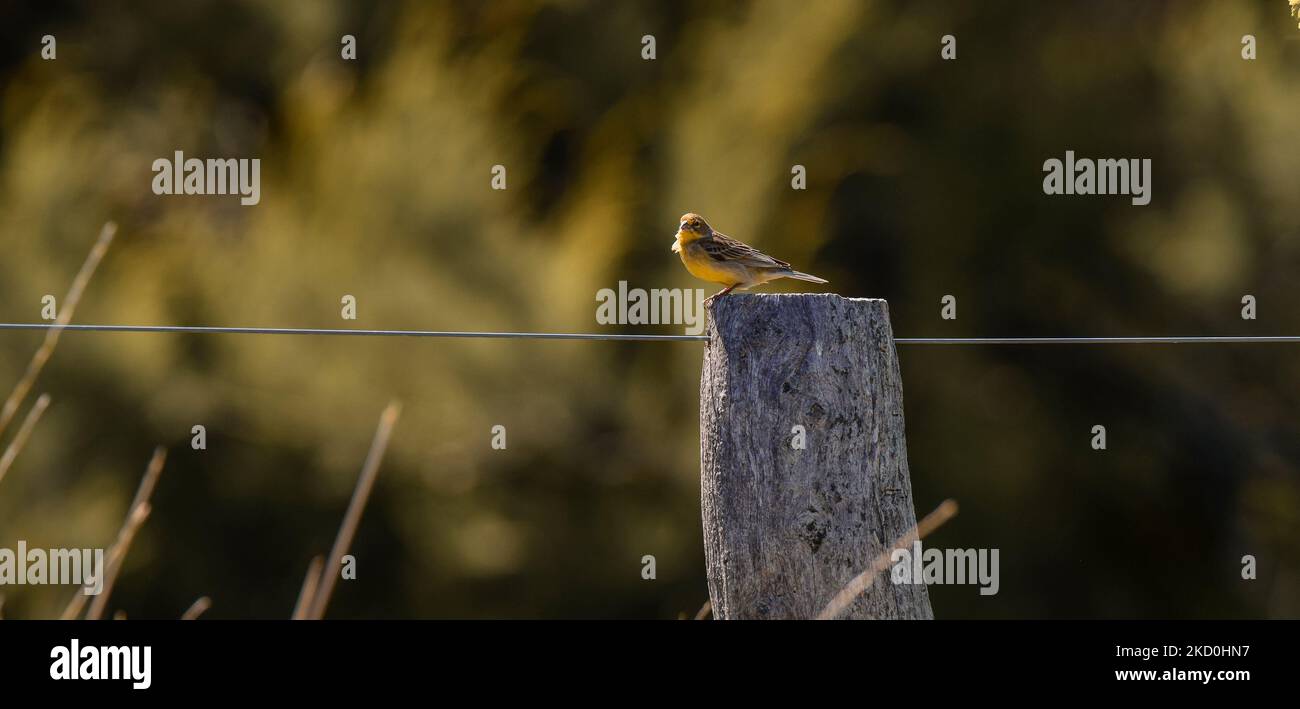 Saffron Yellow Finch. Sicalis flaveola. Patagonia Argentinien Stockfoto