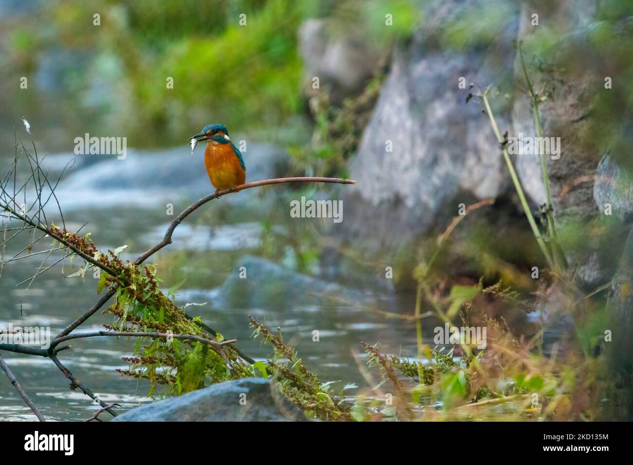 Ein Eisvögel fischt an einem Fluss Stockfoto