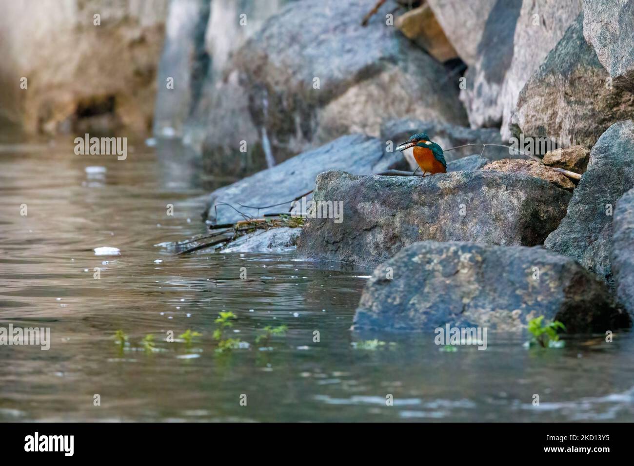 Ein Eisvögel fischt an einem Fluss Stockfoto