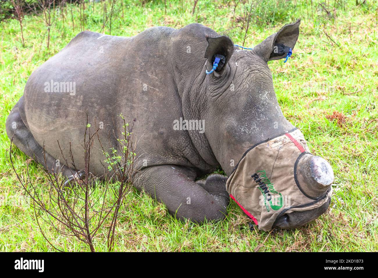 Rhino anaimal verspottet und Vet-Team entfernen die Wildtiere Horn, um sein Leben vor Wilderern zu retten, die die bedrohten Arten töten, die ein Erbe t ist Stockfoto
