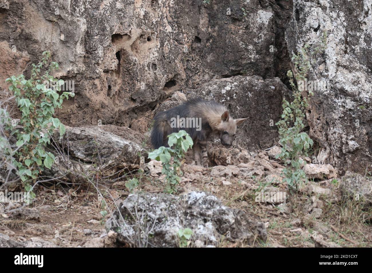 Braunes Hyänen-Junge in der Höhle Stockfoto