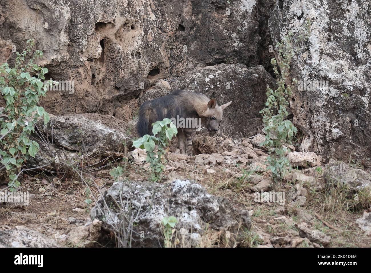 Braunes Hyänen-Junge in der Höhle Stockfoto