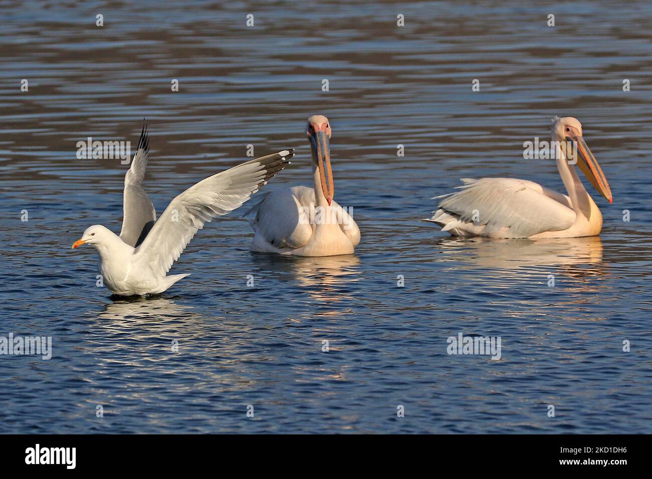 Jaipur: Pelikanvögel am Mansagar See ' Jal Mahal' während der Wintersaison in Jaipur, Rajasthan, Indien, am Freitag, 28,2022. Januar. (Foto von Vishal Bhatnagar/NurPhoto) (Foto von Vishal Bhatnagar/NurPhoto) Stockfoto