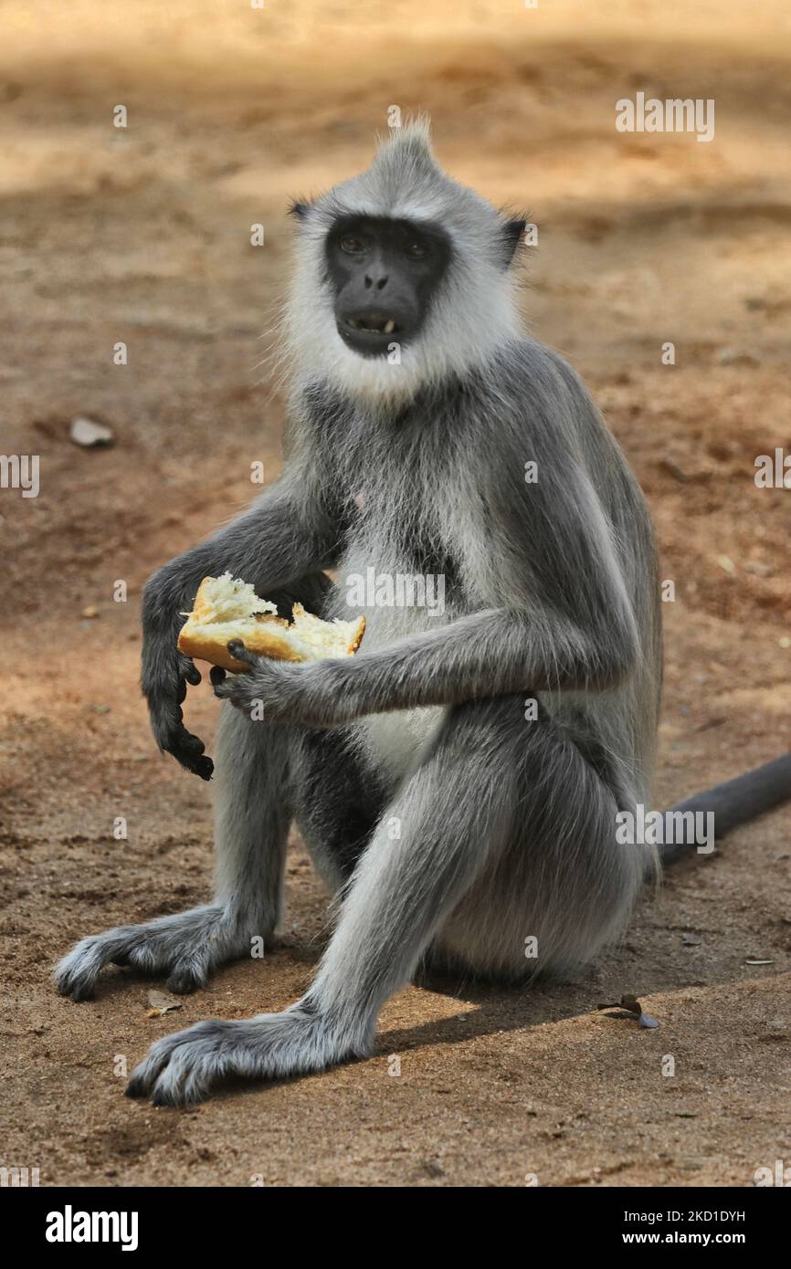 Getuftete graue Langur (Semnopithecus priam), auch bekannt als Madras graue Langur, die im Yala National Park in Kataragama, Sri Lanka, Brot isst. Der Yala National Park ist der älteste und bekannteste Nationalpark in Sri Lanka und wurde 1900 zum Naturschutzgebiet und 1938 zum Nationalpark ernannt. (Foto von Creative Touch Imaging Ltd./NurPhoto) Stockfoto