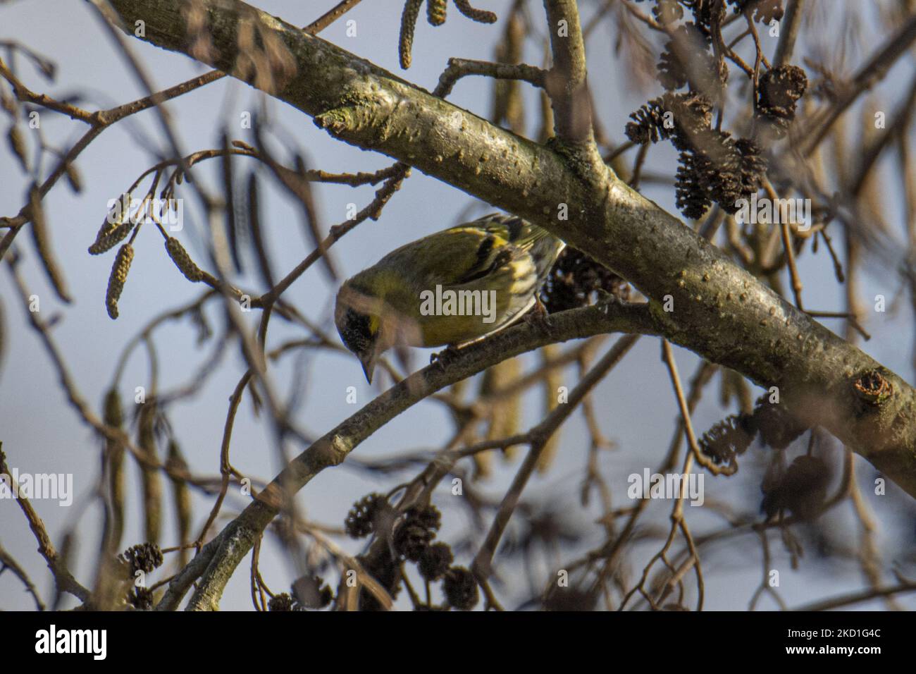 Der eurasische Siskin - Spinus spinus ist ein kleiner Singvögel aus der Finkenfamilie Fringillidae. Es wird auch als europäischer Siskin, gemeiner Siskin oder einfach nur Siskin bezeichnet. Andere archaische Namen sind Schwarzkopf-Goldfinken Gerstenvögel und Aberdevine. Der kleine Vogel gesichtet thront auf den Ästen von Bäumen und Sträuchern in einem Wald mit einem See Teich in der Natur, der natürlichen Lebensraum für Vögel in der Nähe der städtischen Umgebung von Eindhoven im Park Meerland bei Meerhoven. Eindhoven, Niederlande am 29. Januar 2022 (Foto: Nicolas Economou/NurPhoto) Stockfoto