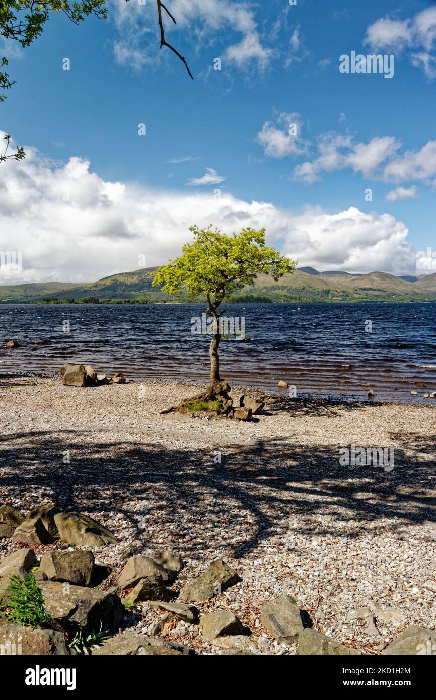 Eine vertikale Aufnahme eines Baumes am Ufer des Sees Loch Lomond von einem Ufer in Schottland bei sonnigem Wetter Stockfoto