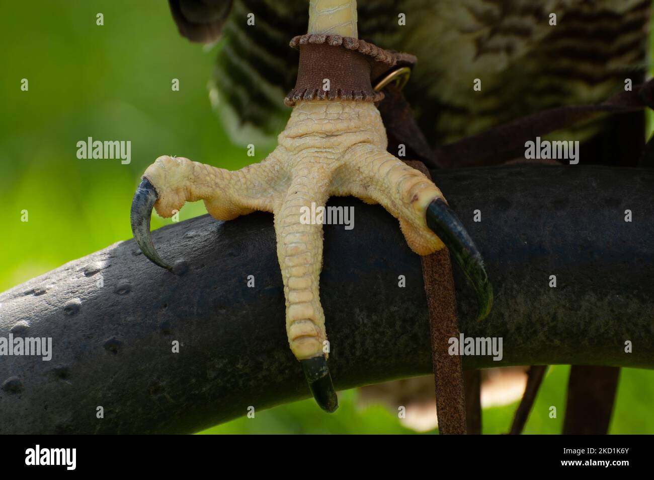 Eine Nahaufnahme des Talonfußes des chilenischen Blauen Adlers, Geranoaetus melanoleucus Stockfoto