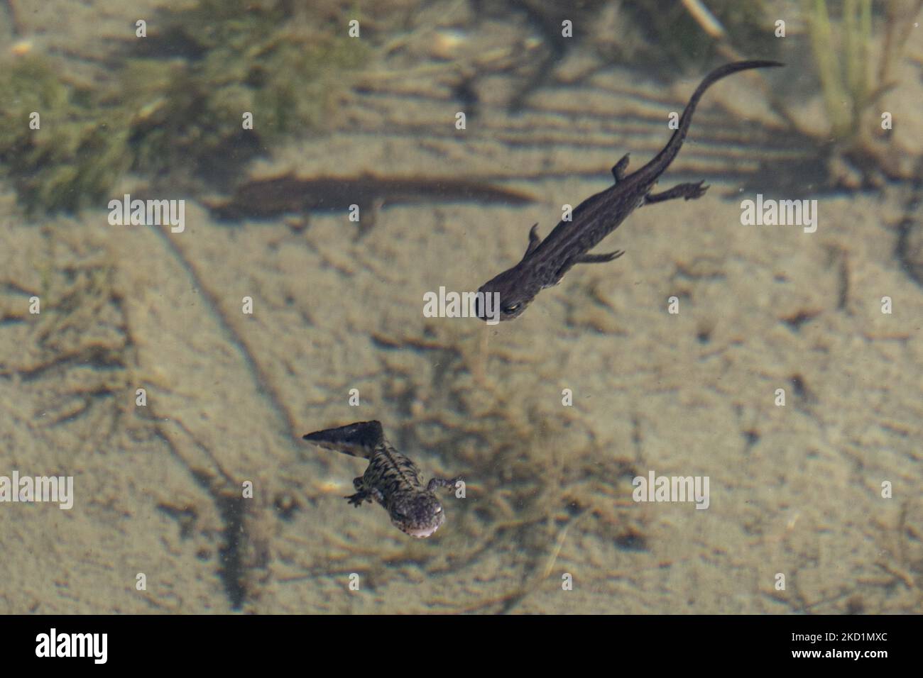 Drakolimni Fotos und Bildmaterial in hoher Auflösung Alamy