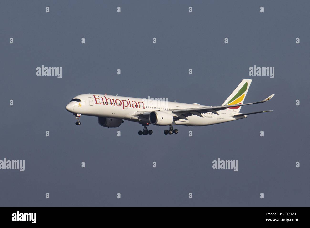 Ethiopian Airlines Airbus A350-Großraumflugzeuge, wie sie bei der endgültigen Landung auf dem Brüsseler Flughafen Zaventem BRU zu sehen waren. Das ankommende kommerzielle Jet-Flugzeug befördert Passagiere und Fracht aus der Hauptstadt Äthiopiens Adis Abeba. Das Flugzeug hat die Registrierung ET-AVB und den Namen Gelada Baboon. Ethiopian ist der Flaggschiff-Carrier von Äthiopien, verfügt über eine Flotte von 127 Passagier- und 58 Frachtflugzeugen, die sich im Besitz der Regierung und Mitglied der Star Alliance Aviation Group befinden. Die Luftfahrtindustrie und der Personenverkehr befinden sich in einer schwierigen Phase, in der die Coronavirus-Pandemie Covid-19 eine ausbricht Stockfoto