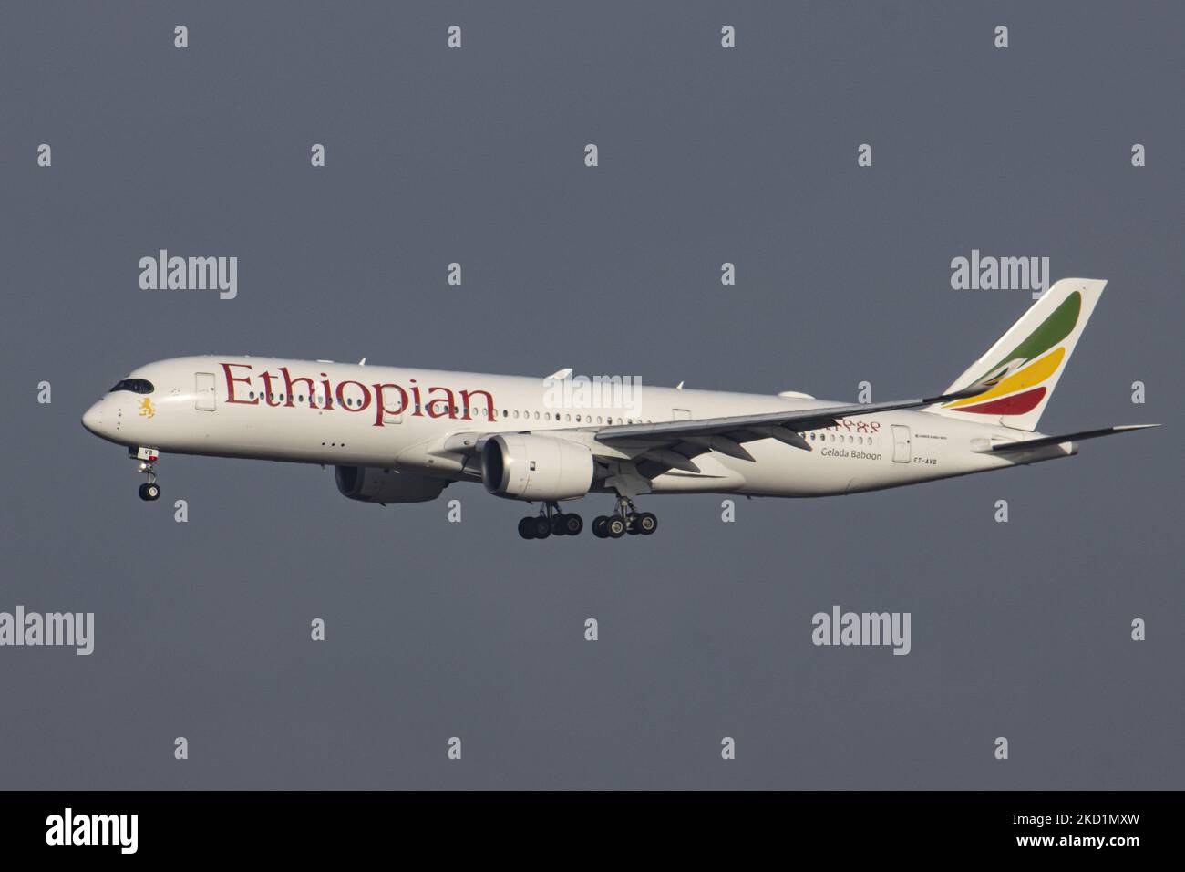 Ethiopian Airlines Airbus A350-Großraumflugzeuge, wie sie bei der endgültigen Landung auf dem Brüsseler Flughafen Zaventem BRU zu sehen waren. Das ankommende kommerzielle Jet-Flugzeug befördert Passagiere und Fracht aus der Hauptstadt Äthiopiens Adis Abeba. Das Flugzeug hat die Registrierung ET-AVB und den Namen Gelada Baboon. Ethiopian ist der Flaggschiff-Carrier von Äthiopien, verfügt über eine Flotte von 127 Passagier- und 58 Frachtflugzeugen, die sich im Besitz der Regierung und Mitglied der Star Alliance Aviation Group befinden. Die Luftfahrtindustrie und der Personenverkehr befinden sich in einer schwierigen Phase, in der die Coronavirus-Pandemie Covid-19 eine ausbricht Stockfoto