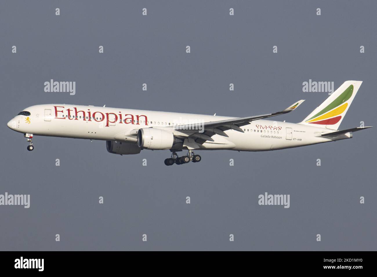 Ethiopian Airlines Airbus A350-Großraumflugzeuge, wie sie bei der endgültigen Landung auf dem Brüsseler Flughafen Zaventem BRU zu sehen waren. Das ankommende kommerzielle Jet-Flugzeug befördert Passagiere und Fracht aus der Hauptstadt Äthiopiens Adis Abeba. Das Flugzeug hat die Registrierung ET-AVB und den Namen Gelada Baboon. Ethiopian ist der Flaggschiff-Carrier von Äthiopien, verfügt über eine Flotte von 127 Passagier- und 58 Frachtflugzeugen, die sich im Besitz der Regierung und Mitglied der Star Alliance Aviation Group befinden. Die Luftfahrtindustrie und der Personenverkehr befinden sich in einer schwierigen Phase, in der die Coronavirus-Pandemie Covid-19 eine ausbricht Stockfoto