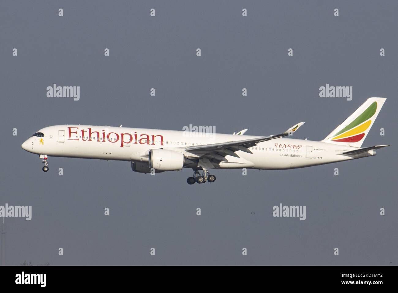 Ethiopian Airlines Airbus A350-Großraumflugzeuge, wie sie bei der endgültigen Landung auf dem Brüsseler Flughafen Zaventem BRU zu sehen waren. Das ankommende kommerzielle Jet-Flugzeug befördert Passagiere und Fracht aus der Hauptstadt Äthiopiens Adis Abeba. Das Flugzeug hat die Registrierung ET-AVB und den Namen Gelada Baboon. Ethiopian ist der Flaggschiff-Carrier von Äthiopien, verfügt über eine Flotte von 127 Passagier- und 58 Frachtflugzeugen, die sich im Besitz der Regierung und Mitglied der Star Alliance Aviation Group befinden. Die Luftfahrtindustrie und der Personenverkehr befinden sich in einer schwierigen Phase, in der die Coronavirus-Pandemie Covid-19 eine ausbricht Stockfoto