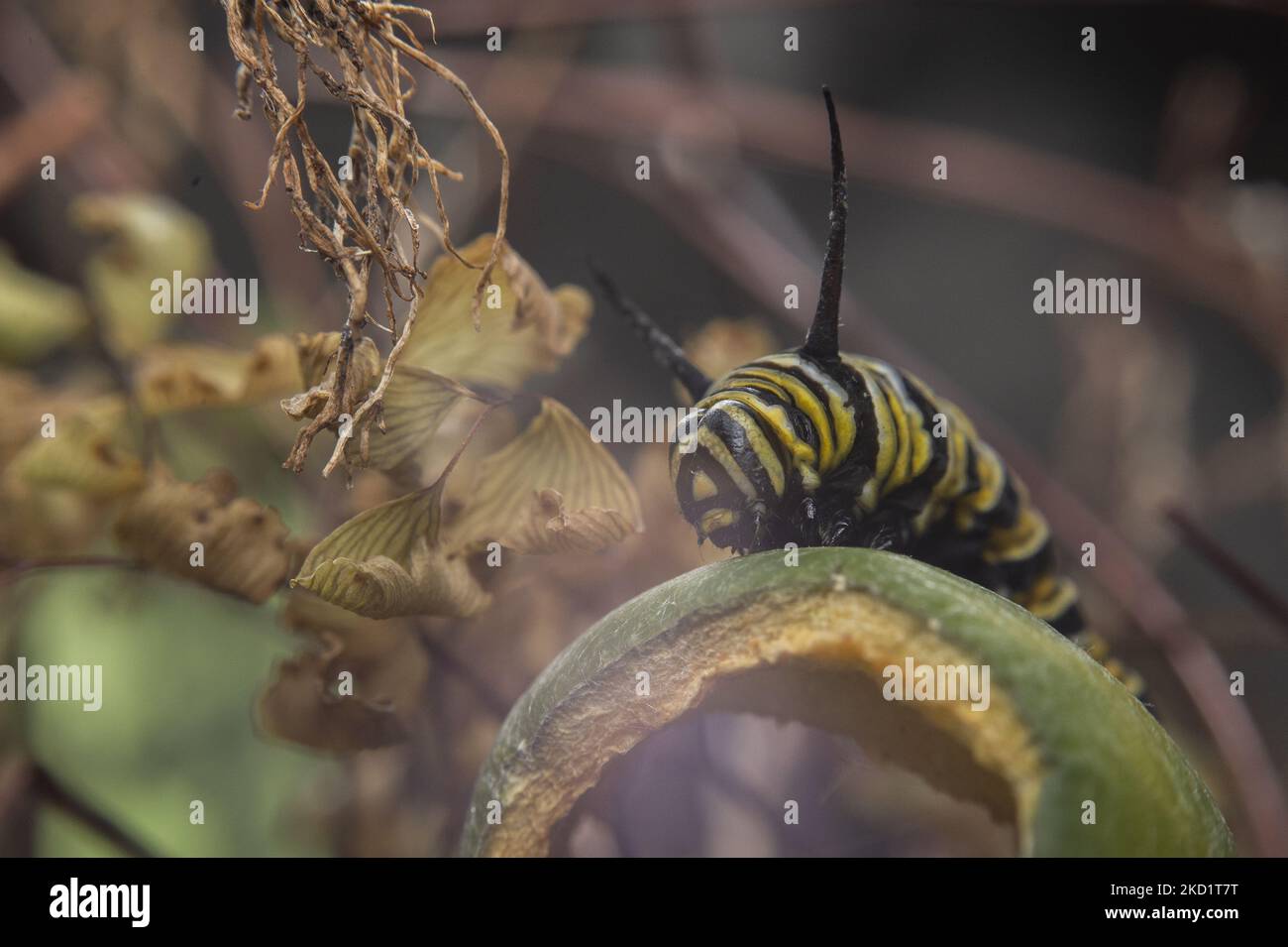 Am 4. Februar 2022 wird in einem Garten in Lincoln, Neuseeland, eine Raupe des Monarchen (Danaus plexippus) abgebildet. (Foto von Sanka Vidanagama/NurPhoto) Stockfoto