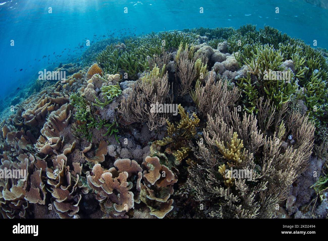 Auf einem flachen, gesunden Riff in der Nähe von Komodo, Indonesien, konkurrieren verschiedene Korallen um Platz. Dieses tropische Gebiet enthält eine hohe marine Artenvielfalt. Stockfoto