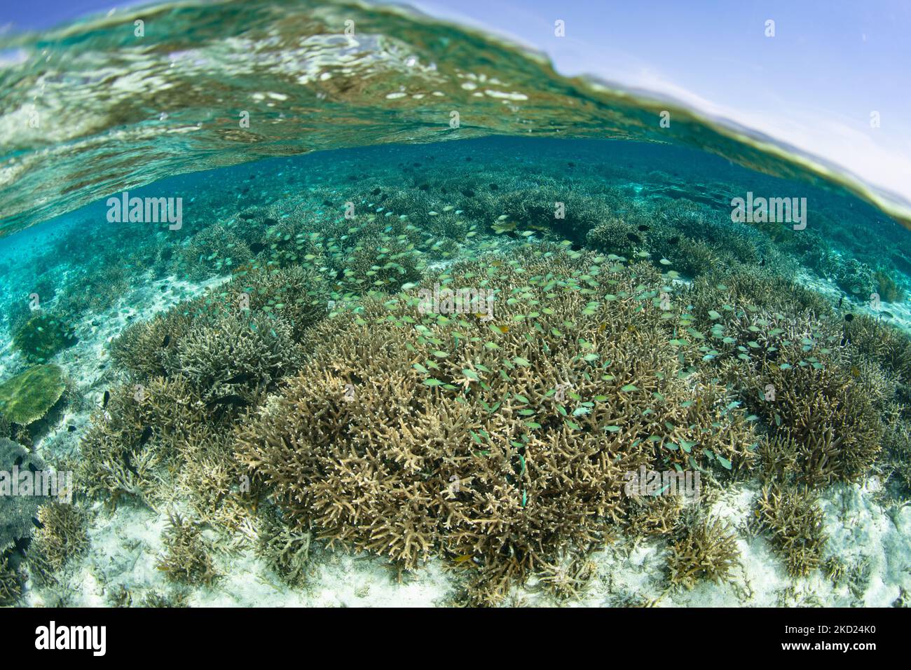 Blau-grüne Damegoistische Schule über flachen Korallen im Komodo-Nationalpark, Indonesien. Diese Region ist für ihre hohe marine Biodiversität bekannt. Stockfoto