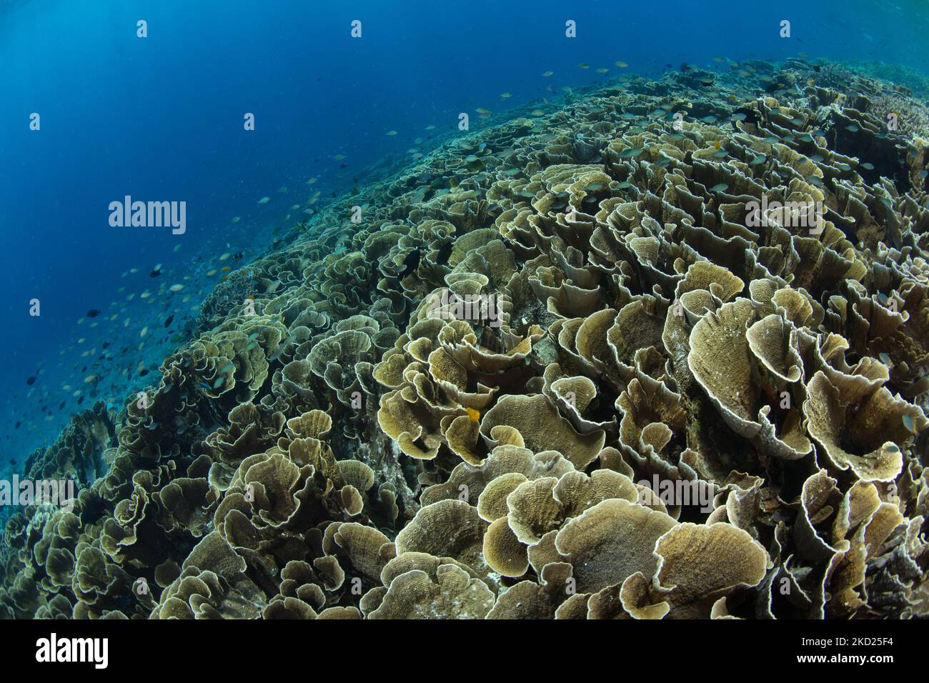 Brüchige, blättrige Korallen gedeihen an einem Riffhang im Komodo-Nationalpark, Indonesien. Diese tropische Region ist für ihre hohe marine Biodiversität bekannt. Stockfoto