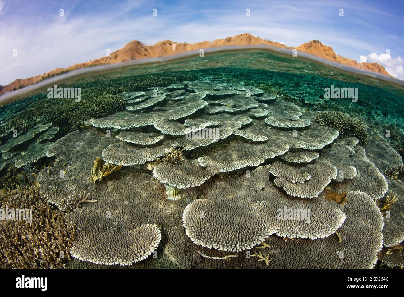 Auf einem flachen, gesunden Riff in der Nähe von Komodo, Indonesien, konkurrieren Korallenriffe um den Weltraum. Dieses Gebiet als extrem hohe marine Artenvielfalt. Stockfoto