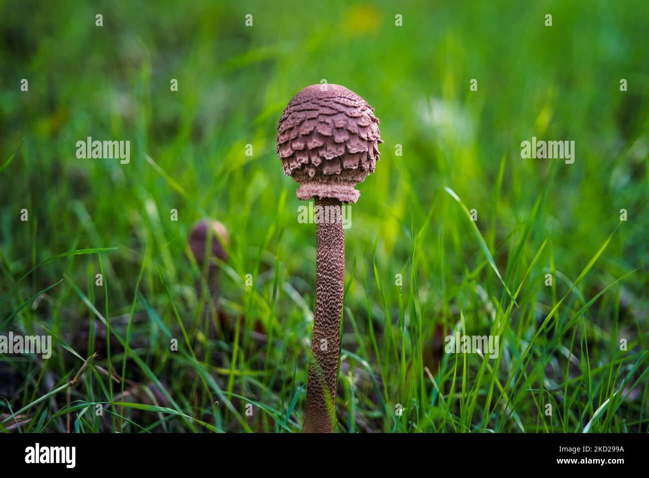 Gemeinsamer Riesenschirm, Sonnenschirm, Pilz von oben, unten und von der Seite im Herbst auf einer Wiese im Sonnenlicht. Stockfoto