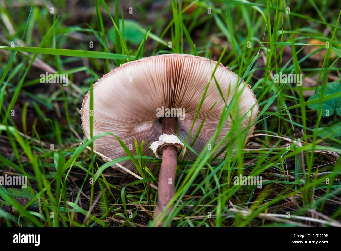 Gemeinsamer Riesenschirm, Sonnenschirm, Pilz von oben, unten und von der Seite im Herbst auf einer Wiese im Sonnenlicht. Stockfoto