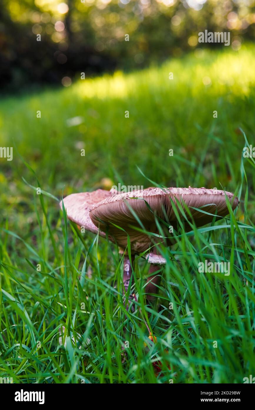 Gemeinsamer Riesenschirm, Sonnenschirm, Pilz von oben, unten und von der Seite im Herbst auf einer Wiese im Sonnenlicht. Stockfoto