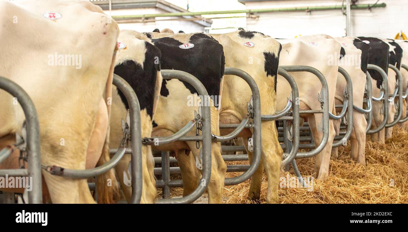 Holstein Kühe zum Verkauf Stockfoto