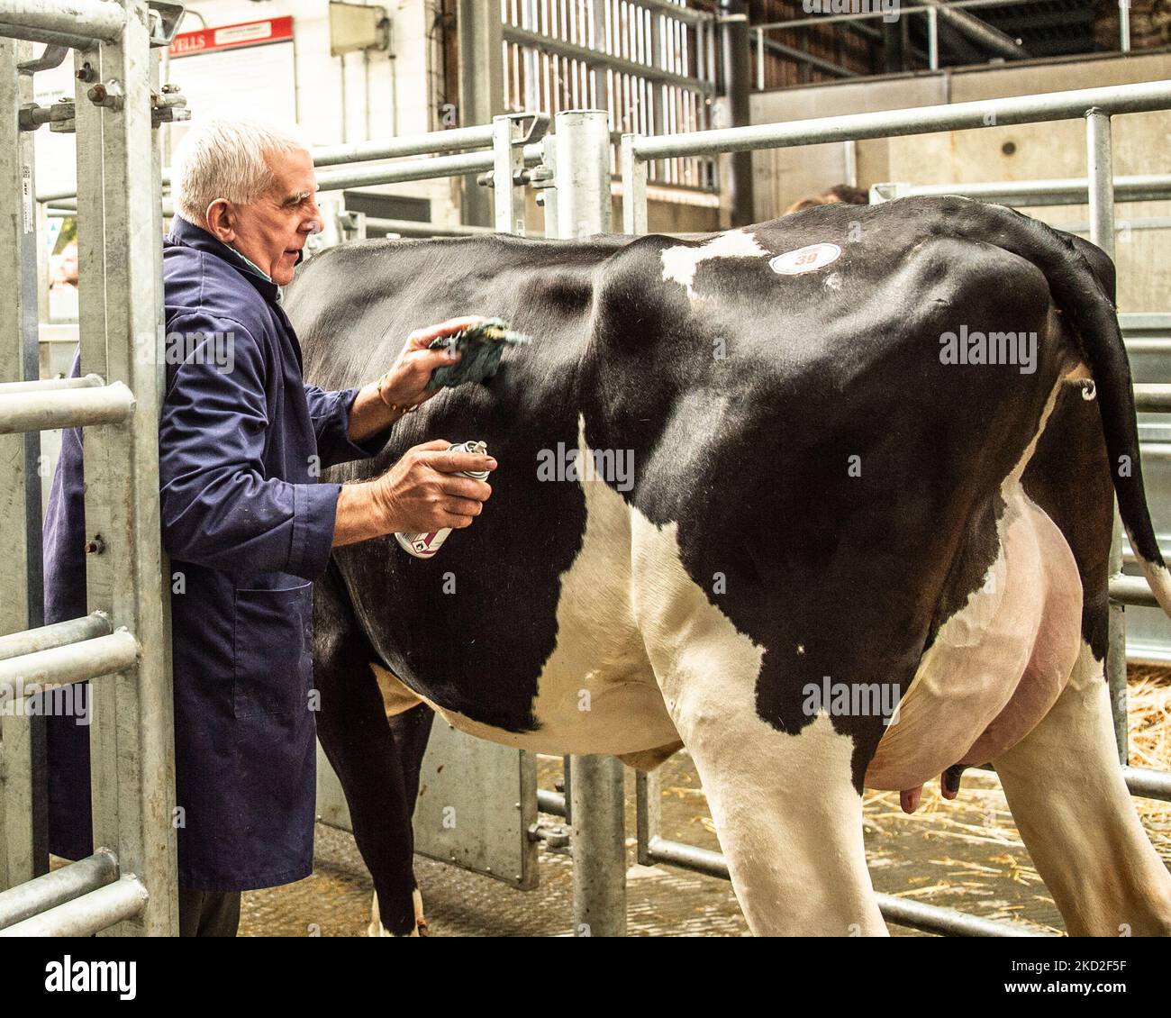 Landwirt, der eine Kuh für den Ring vorpreßt Stockfoto