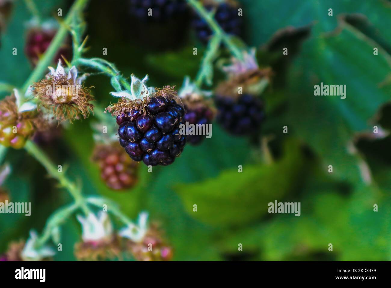 Schöne wilde reife Brombeere auf der Rebe mit gepflückten und weniger reifen Beeren und im Hintergrund verschwommenen Blättern - Raum für Kopie Stockfoto