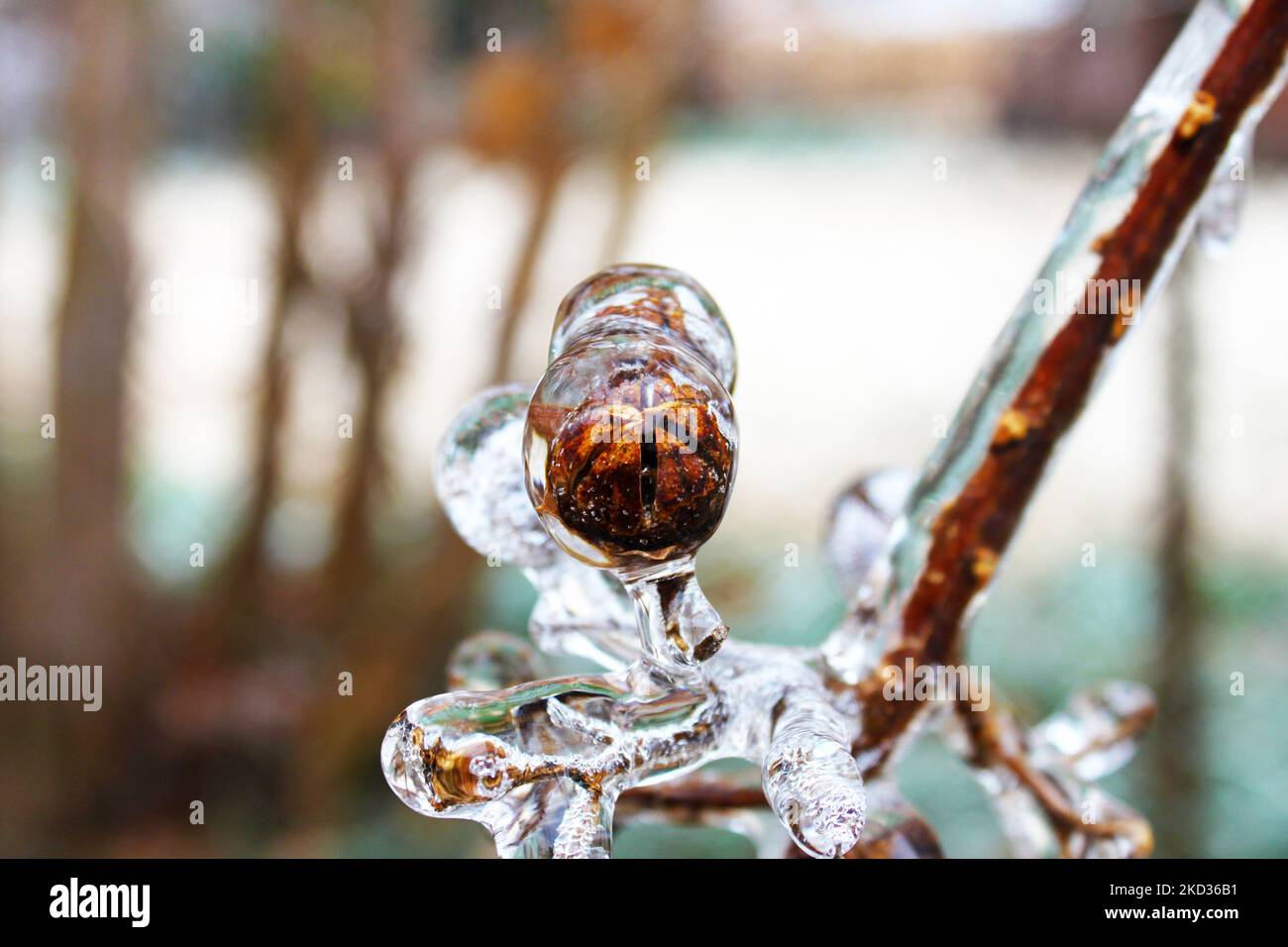 Crepe Myrtle Samen Pod im Winter in Eis eingehüllt Stockfoto