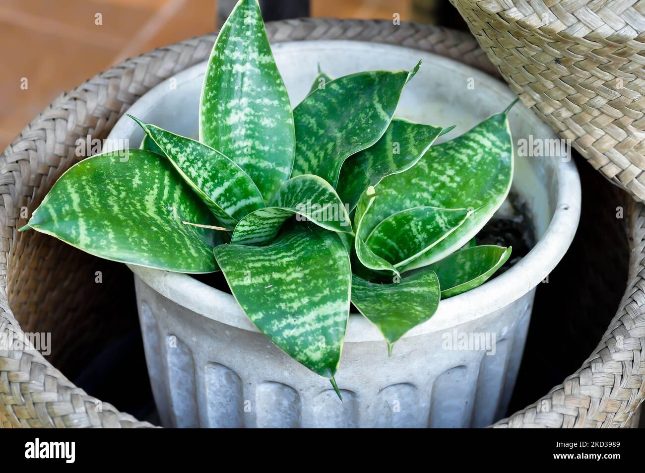 Schlangenpflanze oder Mutter in Gesetzen Zunge und Pfeilspitze Rebe Pflanze Stockfoto