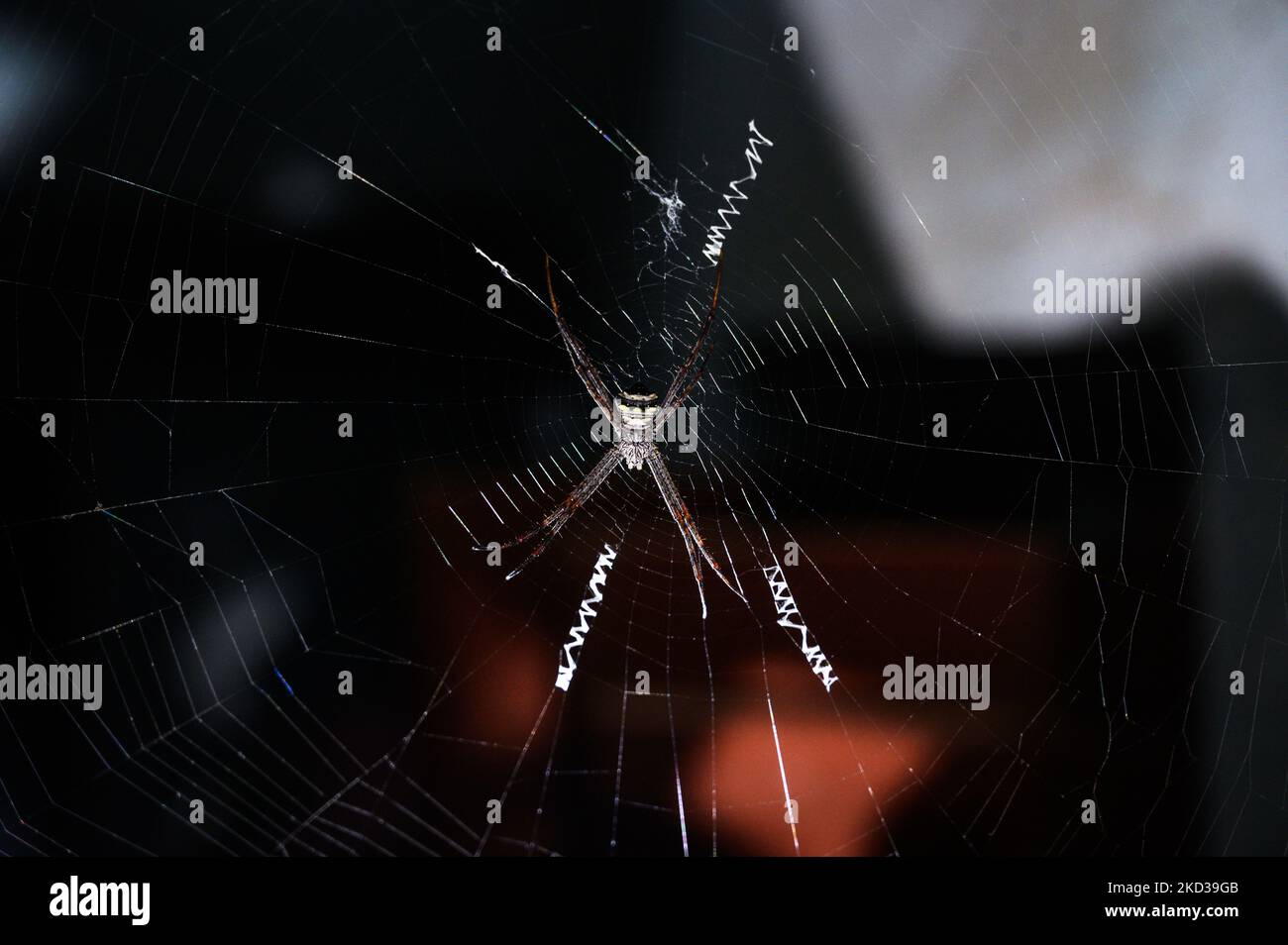 Argiope anasuja, eine Art harmloser Orbis-Weberspinnen (Familie Araneidae), die von den Seychellen über Indien, Pakistan und Sri Lanka und auf den Malediven gefunden wurde, befindet sich am 21/02/2022 in einem Haus in Tehatta, Westbengalen, Indien. (Foto von Soumyabrata Roy/NurPhoto) Stockfoto