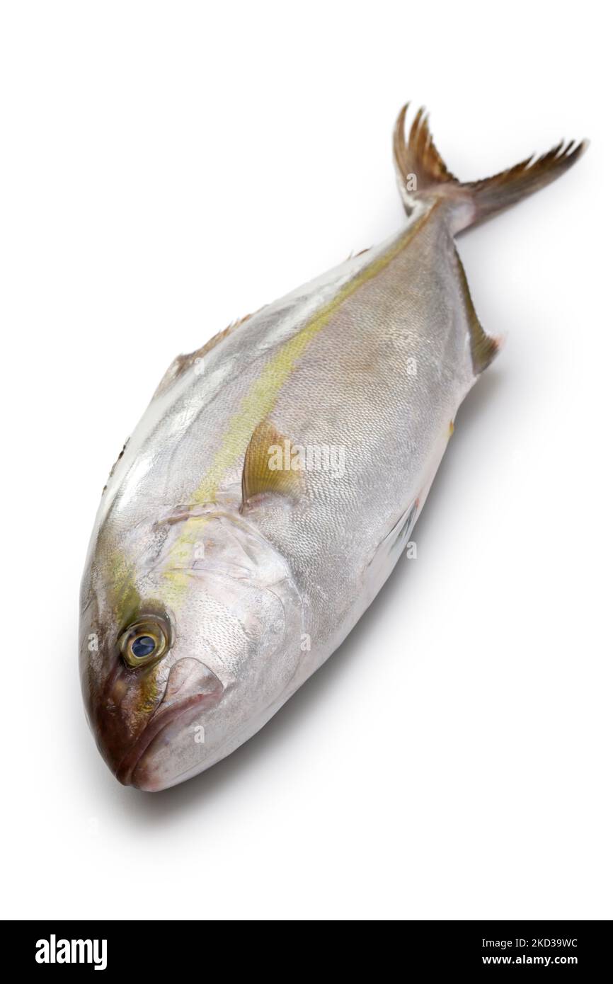 Großer Amberjack auf weißem Hintergrund isoliert Stockfoto