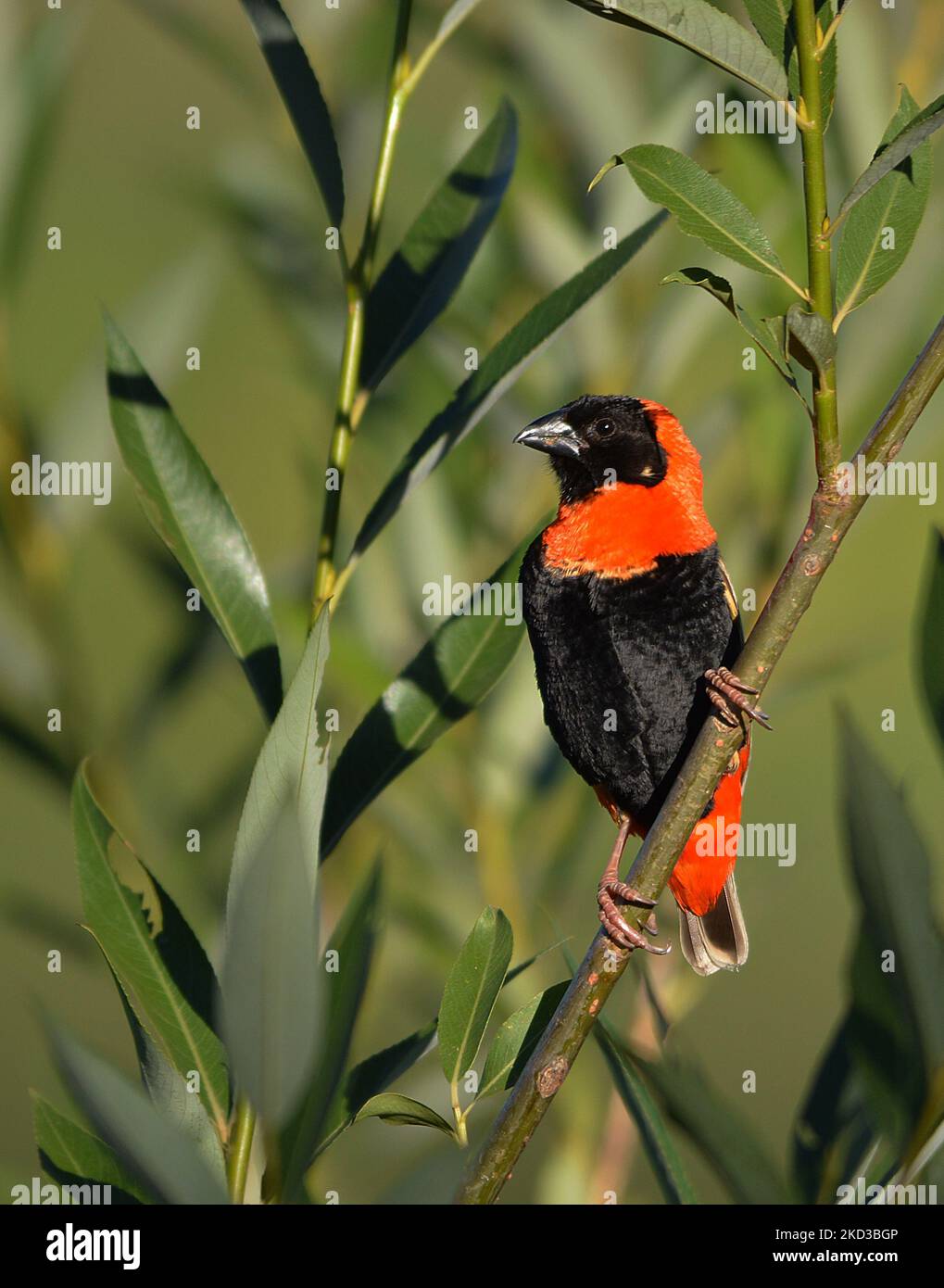 Eine vertikale Nahaufnahme eines schwarzen Bischofs, Euplectes gierowii. Stockfoto