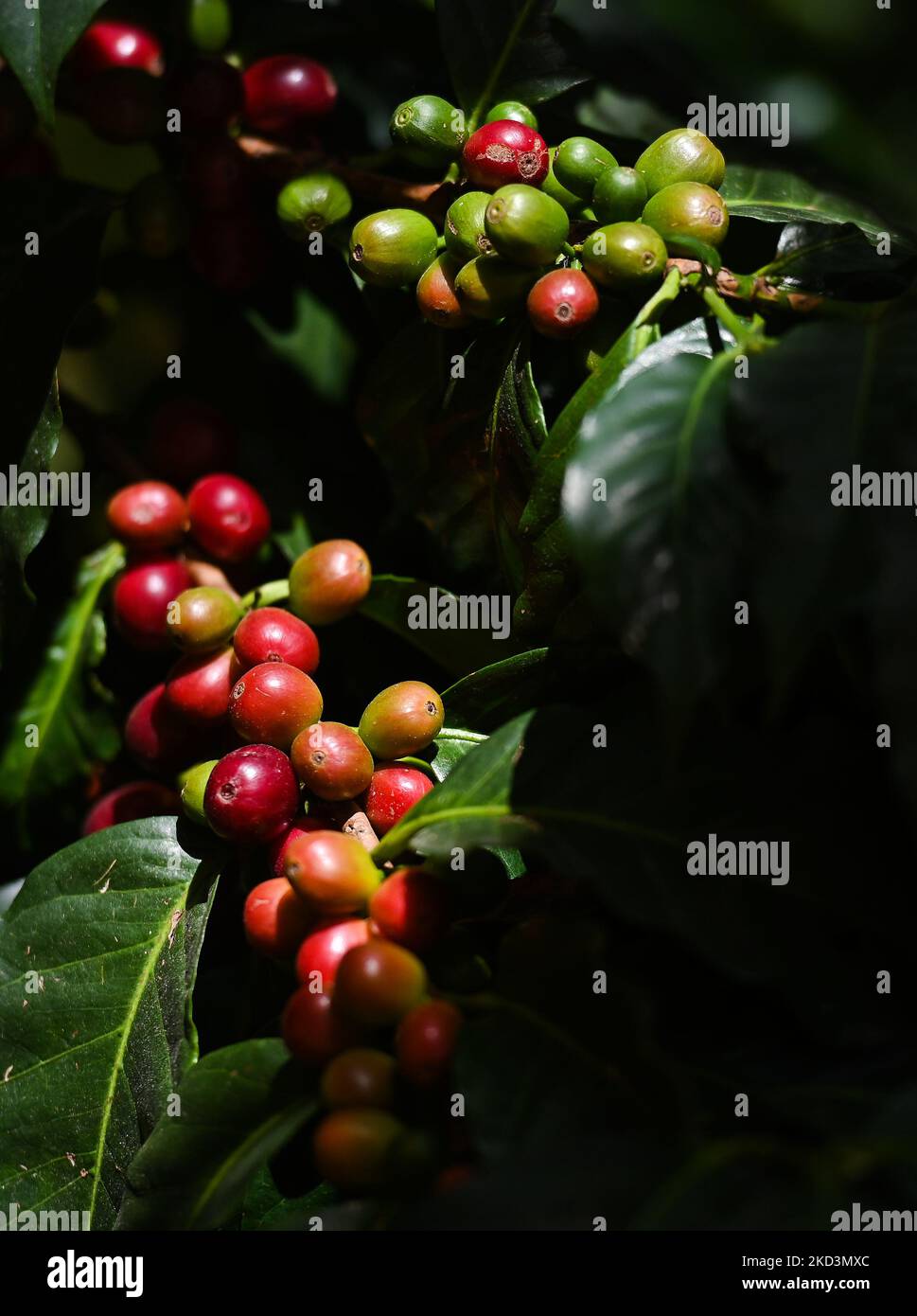 Kaffeebohnen wachsen auf der Coffea-Pflanze in San Cristobal de las Casas. Am Samstag, den 26. Februar 2022, in San Cristobal de las Casas, Chiapas, Mexiko. (Foto von Artur Widak/NurPhoto) Stockfoto
