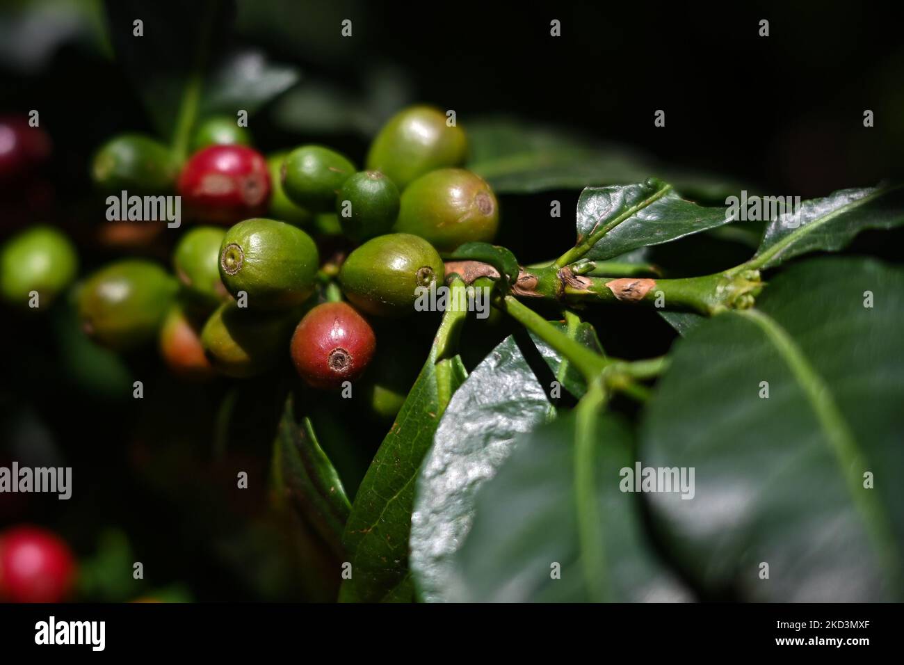 Kaffeebohnen wachsen auf der Coffea-Pflanze in San Cristobal de las Casas. Am Samstag, den 26. Februar 2022, in San Cristobal de las Casas, Chiapas, Mexiko. (Foto von Artur Widak/NurPhoto) Stockfoto