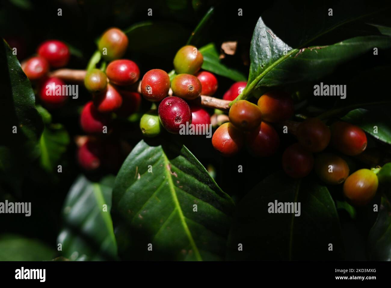 Kaffeebohnen wachsen auf der Coffea-Pflanze in San Cristobal de las Casas. Am Samstag, den 26. Februar 2022, in San Cristobal de las Casas, Chiapas, Mexiko. (Foto von Artur Widak/NurPhoto) Stockfoto