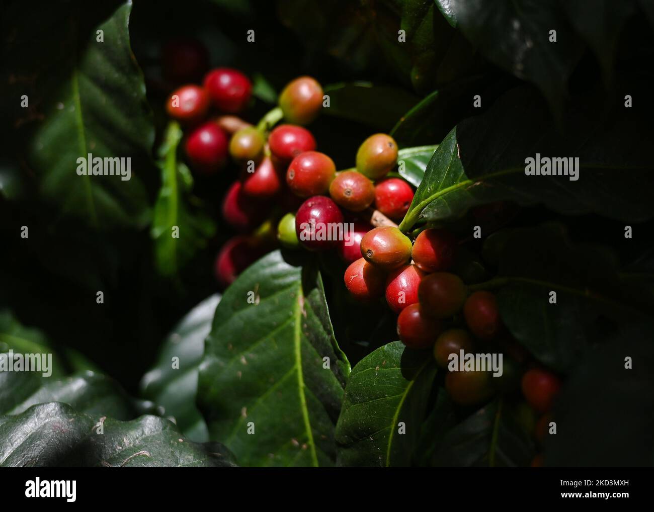 Kaffeebohnen wachsen auf der Coffea-Pflanze in San Cristobal de las Casas. Am Samstag, den 26. Februar 2022, in San Cristobal de las Casas, Chiapas, Mexiko. (Foto von Artur Widak/NurPhoto) Stockfoto