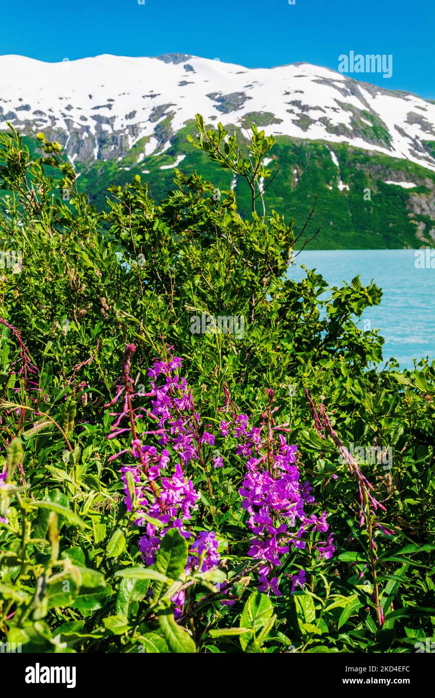 Fireweed; Chamaenerion angustifolium; in der Nähe des Boggs Visitor Centre; Portage Lake; Portage Glacier; Maynard Mountain; Chugach National Forest; Portage; A Stockfoto Fireweed; Chamaenerion angustifolium; in der Nähe des Boggs Visitor Centre; Portage Lake; Portage Glacier; Maynard Mountain; Chugach National Forest; Portage; A Stockfoto