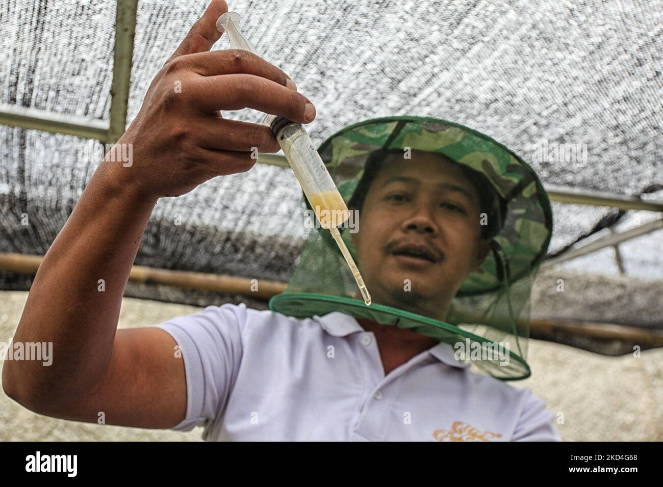 Ein Imker, der am 7. März 2022 Waben verarbeitet, um Honig auf einem Bienenhaus in Bogor, West-Java, Indonesien, zu sammeln. Die Nachfrage der Verbraucher nach Honig in Indonesien ist gestiegen. Neben der natürlichen Energiequelle wird Honig als Behandlung verwendet. (Foto von Adriana Adie/NurPhoto) Stockfoto