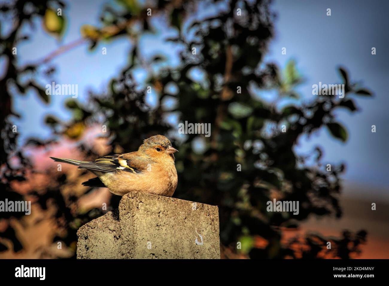 Ein schöner Finkenvogel auf einer Steinoberfläche in einem Park Stockfoto