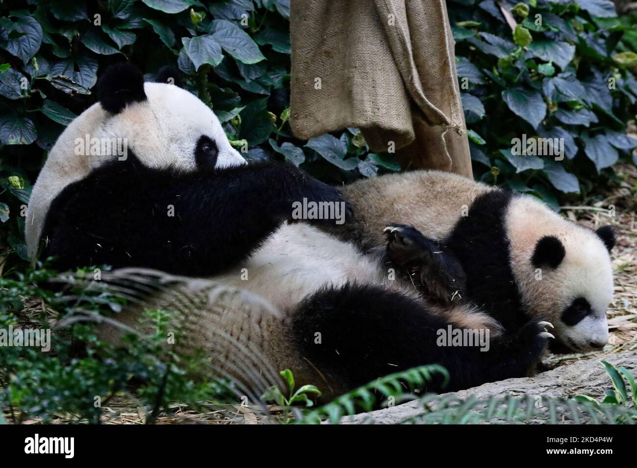 Das erste riesige Panda-Junge Singapurs, Le Le genannt, teilt einen intimen Moment mit seiner Mutter Jia Jia in der Ausstellung „The Giant Panda Forest“ am 10. März 2022 in Singapur bei den Mandai River Wonders. Le Le Le wurde am 14. August 2021 geboren und wiegt mit 15,86kg (Stand: 8. März). Neun Jahre nach ihrer ersten Leihgabe aus Chengdu ist er der Erstgeborene des riesigen Panda Kai Kai und Jia Jia. (Foto von Suhaimi Abdullah/NurPhoto) Stockfoto