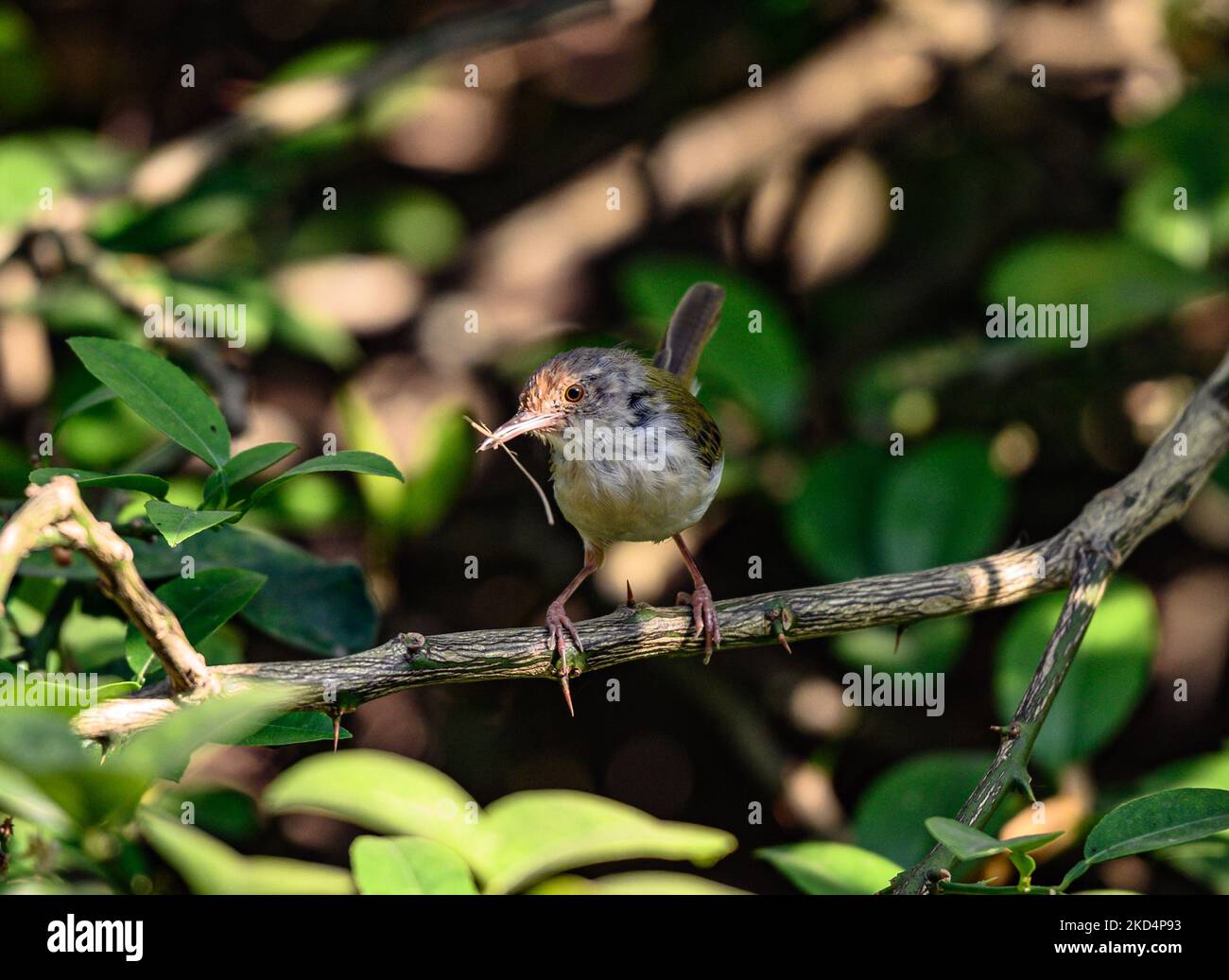 Der gewöhnliche Tailorbird (Orthotomus sutorius) ist ein singbird, der im tropischen Asien gefunden wird. Beliebt für sein Nest aus Blättern ''sewn' zusammen. Diese Vögel haben eine Größe von 10 bis 14 Zentimetern (3,9 bis 5,5 Zoll) und wiegen 6 bis 10 Gramm (0,21 bis 0,35 Unzen). Am 10/03/2022 machen gewöhnliche Schwanzvögel ein Nest, indem sie Zitronenblätter in Tehatta West Bengal India nähen. (Foto von Soumyabrata Roy/NurPhoto) Stockfoto