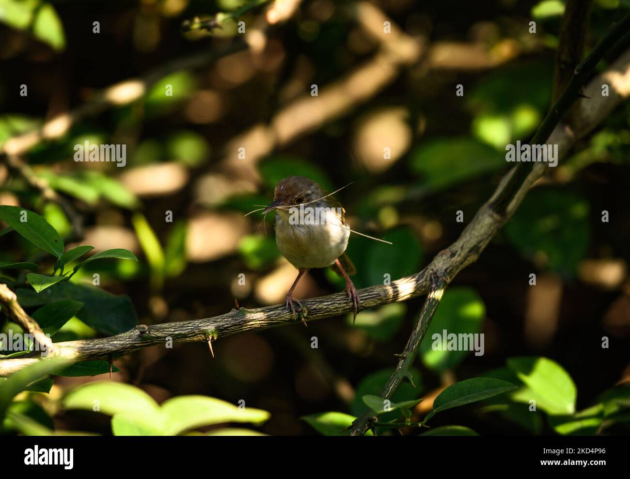 Der gewöhnliche Tailorbird (Orthotomus sutorius) ist ein singbird, der im tropischen Asien gefunden wird. Beliebt für sein Nest aus Blättern ''sewn' zusammen. Diese Vögel haben eine Größe von 10 bis 14 Zentimetern (3,9 bis 5,5 Zoll) und wiegen 6 bis 10 Gramm (0,21 bis 0,35 Unzen). Am 10/03/2022 machen gewöhnliche Schwanzvögel ein Nest, indem sie Zitronenblätter in Tehatta West Bengal India nähen. (Foto von Soumyabrata Roy/NurPhoto) Stockfoto
