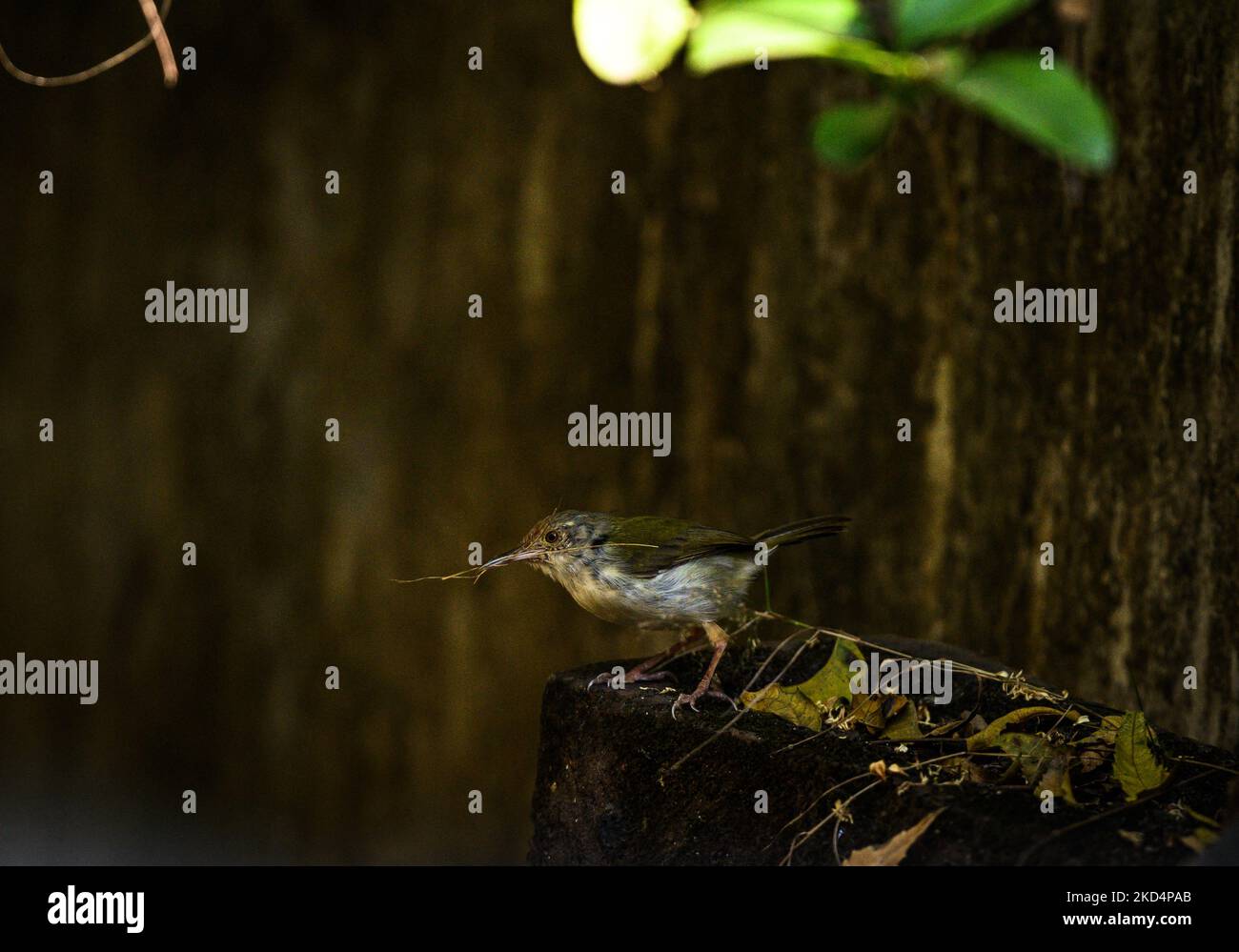 Der gewöhnliche Tailorbird (Orthotomus sutorius) ist ein singbird, der im tropischen Asien gefunden wird. Beliebt für sein Nest aus Blättern ''sewn' zusammen. Diese Vögel haben eine Größe von 10 bis 14 Zentimetern (3,9 bis 5,5 Zoll) und wiegen 6 bis 10 Gramm (0,21 bis 0,35 Unzen). Am 10/03/2022 machen gewöhnliche Schwanzvögel ein Nest, indem sie Zitronenblätter in Tehatta West Bengal India nähen. (Foto von Soumyabrata Roy/NurPhoto) Stockfoto