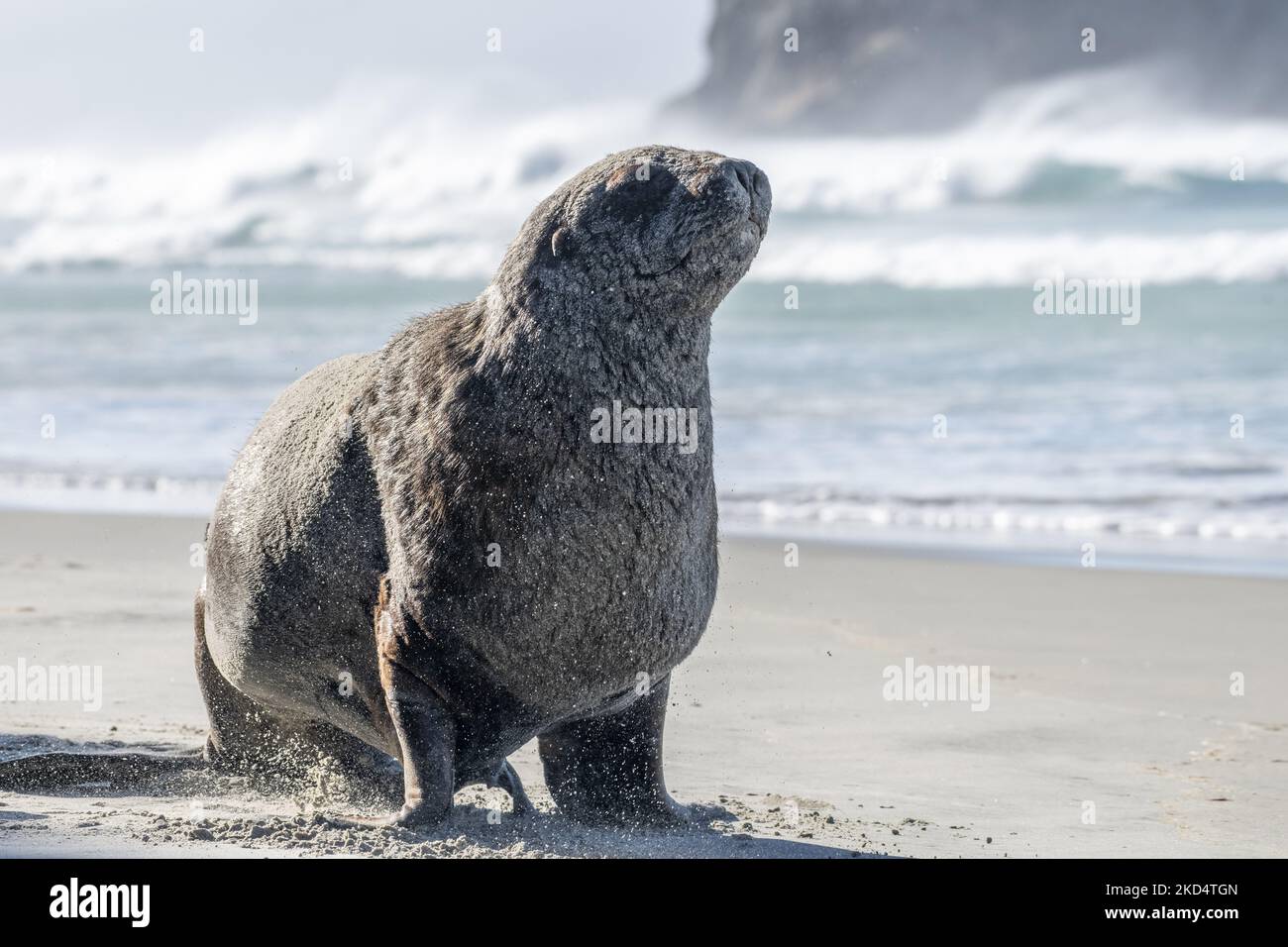 Ein neuseeländischer Seelöwe am 11. März 2022 in Allans Beach in Portobello, Otago Peninsula, in der Nähe von Dunedin, Neuseeland. Die Otago-Halbinsel von Dunedin ist eines der beliebtesten Reiseziele Neuseelands mit Pinguinen mit Gelbaugen, Seelöwen, Seehunden und anderen Wildtieren. Neuseeländische Seelöwen sind eine der seltensten Seelöwen-Arten der Welt und werden nur in Neuseeland gefunden. (Foto von Sanka Vidanagama/NurPhoto) Stockfoto