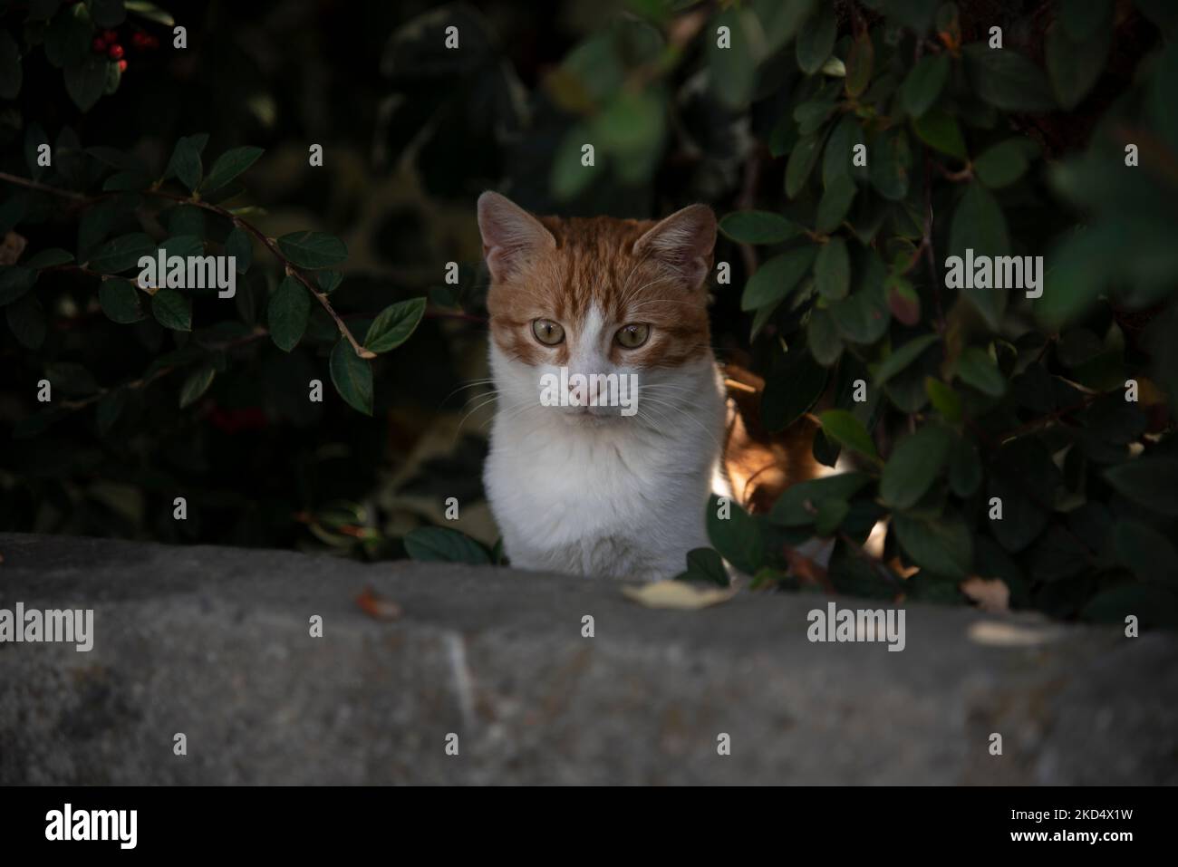Nahaufnahme Porträt einer jungen Katze Stockfoto